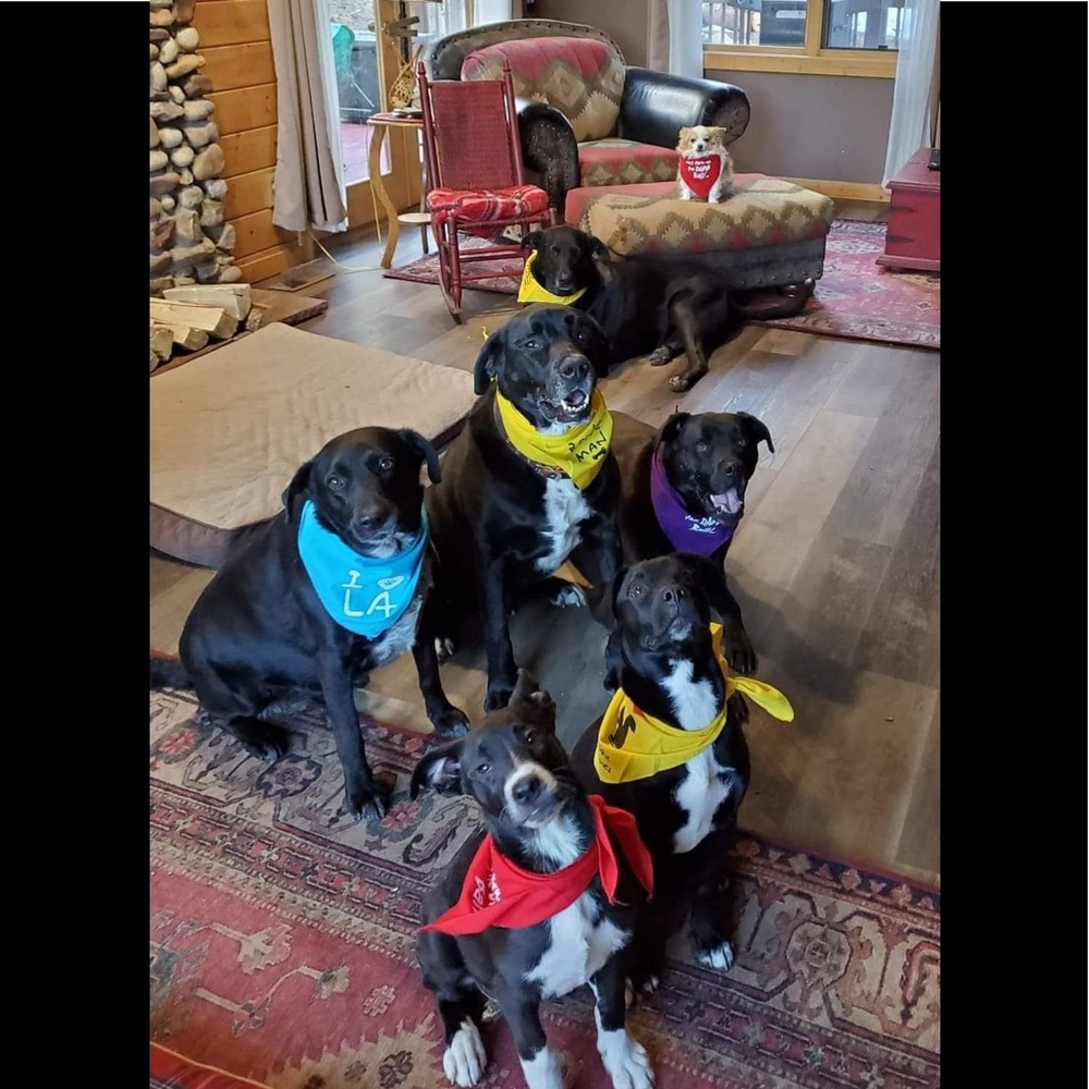 Red Dog Tee “Here comes Kolohe! (Trouble) 🐾” XL (46 - 70 lbs.) NWT, 100%… - Picture 4 of 5